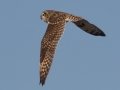 Short-eared Owl