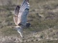 Short-eared Owl