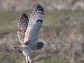 Short-eared Owl