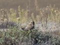 Short-eared Owl
