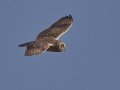 Short-eared Owl