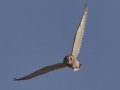 Short-eared Owl