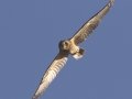 Short-eared Owl