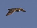 Short-eared Owl