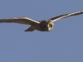 Short-eared Owl
