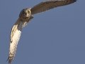 Short-eared Owl