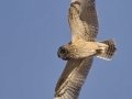 Short-eared Owl
