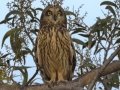 Short-eared Owl