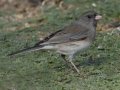 Slate-colored Junco