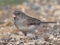 Slate-colored Junco