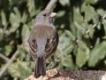 Slate-colored Junco