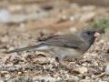 Slate-colored Junco
