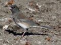 Slate-colored Junco