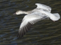 Snow Goose - Juvenile
