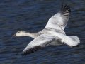 Snow Goose - Juvenile