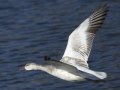 Snow Goose - Juvenile