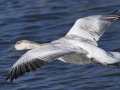 Snow Goose - Juvenile