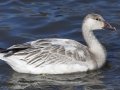 Snow Goose - Juvenile