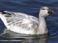 Snow Goose - Juvenile