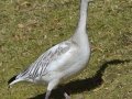 Snow Goose - Juvenile