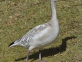 Snow Goose - Juvenile