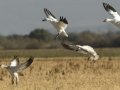 Snow Goose