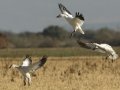 Snow Goose