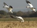 Snow Goose