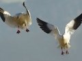 Snow Goose