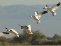 Snow Goose