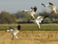 Snow Goose