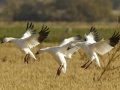 Snow Goose