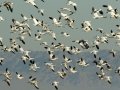 Snow Goose