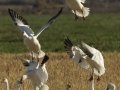 Snow Goose