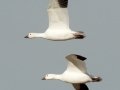 Snow Goose