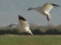 Snow Goose