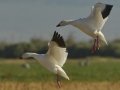 Snow Goose
