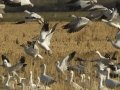 Snow Goose