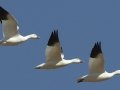 Snow Goose