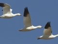 Snow Goose