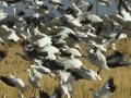 Snow Goose
