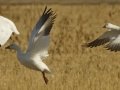 Snow Goose