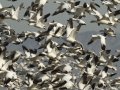 Snow Goose