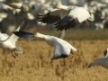 Snow Goose