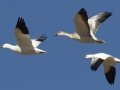 Snow Goose
