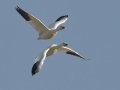 Snow Goose