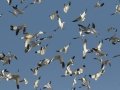 Snow Goose
