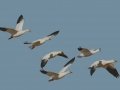 Snow Goose
