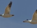 Snow Goose