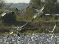 Snow Goose